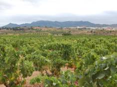 Terra de vins