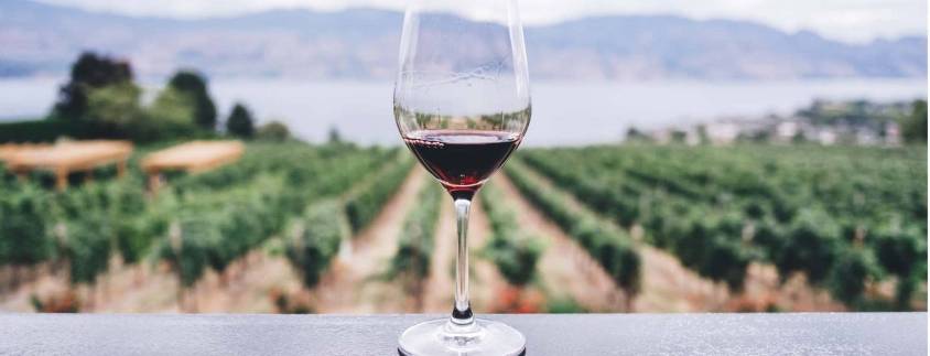 Catalunya, terra de vins